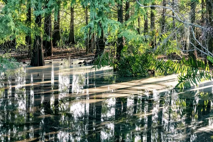 Framed Print : Sunlight coming through trees and reflecting over water Framed Print : Sunlight coming through trees and reflecting over water