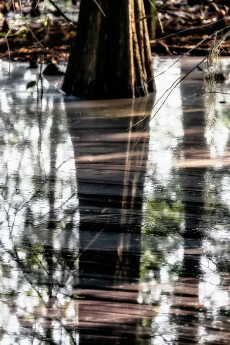 Framed Print : Sunlight hitting side of bald cypress and over water Framed Print : Sunlight hitting side of bald cypress and over water
