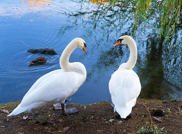 Two swans by lake