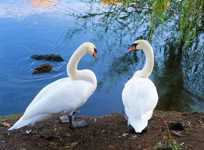 Framed Print : Two swans by lake