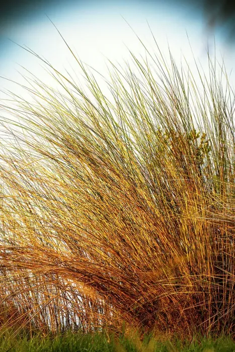 Framed Print : Detail of tall grass Framed Print : Detail of tall grass