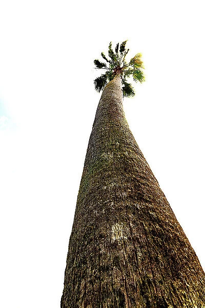 Tall palm tree