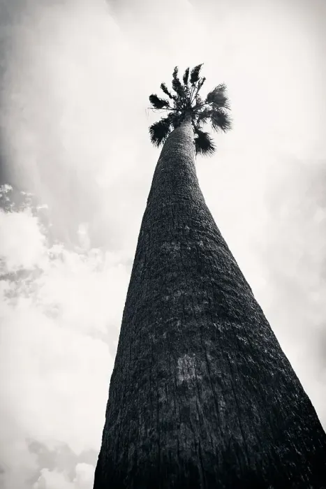 Framed Print : Tall palm tree