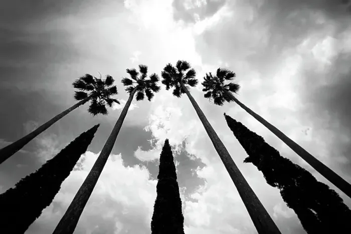 Framed Print : Tall palm trees with cypress trees in the middle Framed Print : Tall palm trees with cypress trees in the middle