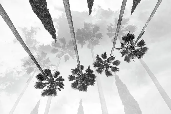 Framed Print : Tall palm trees with cypress trees in the middle