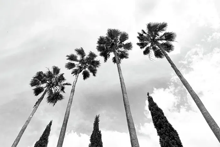 Framed Print : Tall palm trees with cypress trees in the middle Framed Print : Tall palm trees with cypress trees in the middle