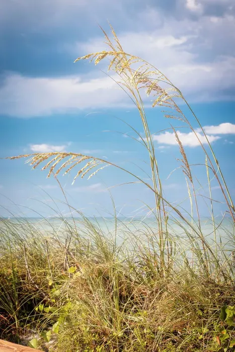 Framed Print : Tall tropical grass by the ocean Framed Print : Tall tropical grass by the ocean