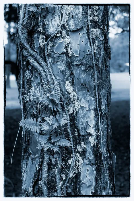 Framed Print : Texture of a tree Framed Print : Texture of a tree
