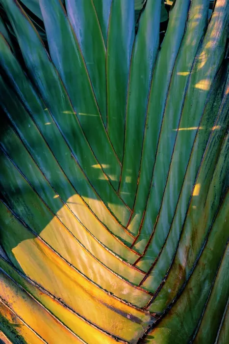 Framed Print : Detail on Travelers Palm Tree (Ravenala Madagascariensis) Framed Print : Detail on Travelers Palm Tree (Ravenala Madagascariensis)