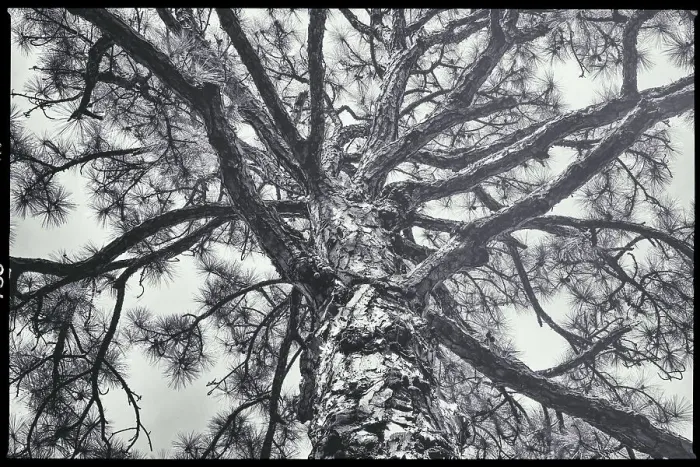 Framed Print : Tree with branches spread out Framed Print : Tree with branches spread out