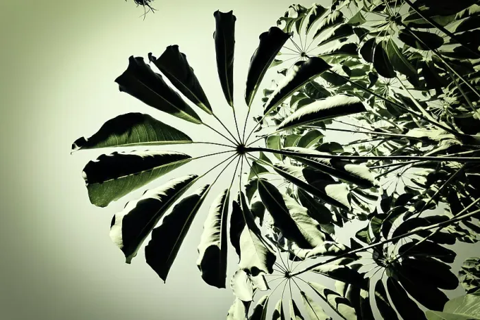 Framed Print : Tree leaves Framed Print : Tree leaves