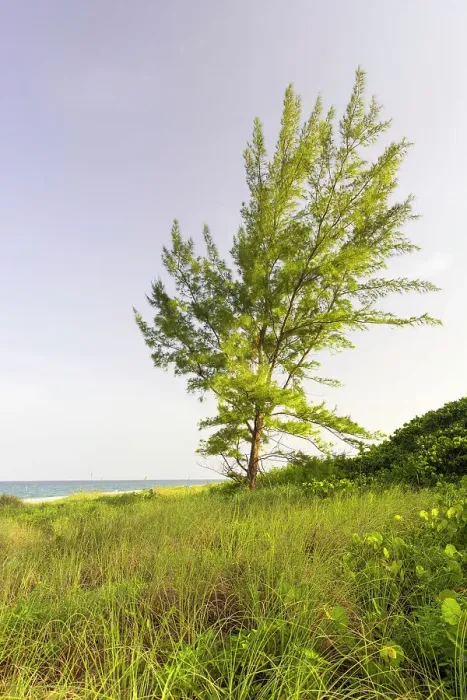 Framed Print : Tree by the ocean Framed Print : Tree by the ocean