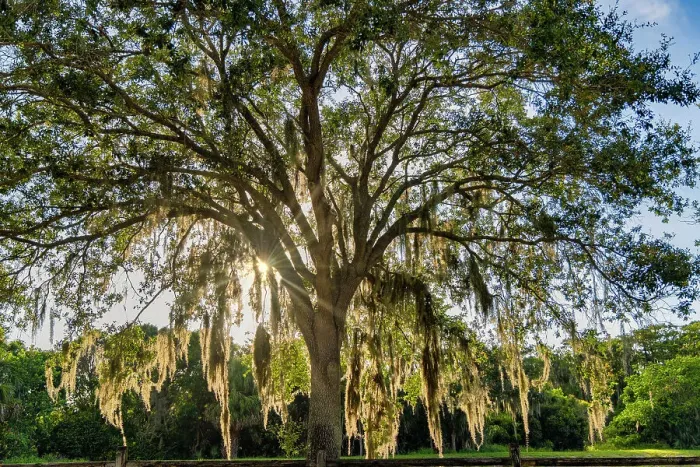 Framed Print : Tree with Spanish Moss
