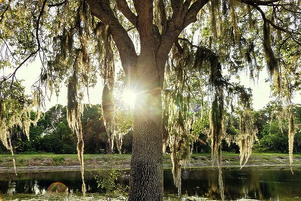 Tree with Spanish Moss near lake