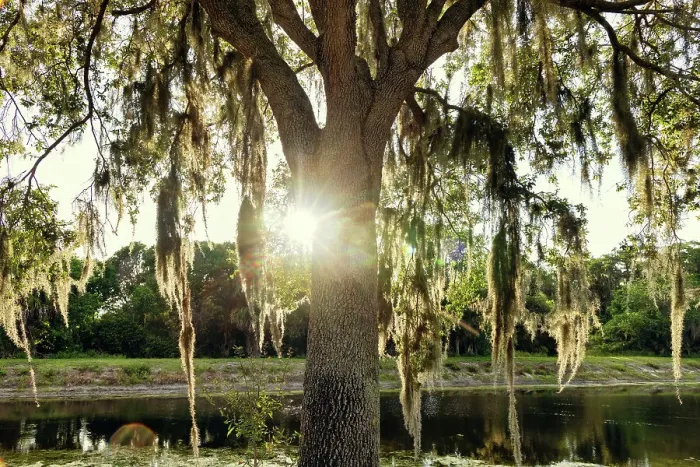 Framed Print : Tree with Spanish Moss near lake