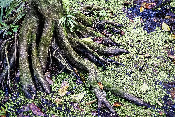 Tree in swamp with thick roots