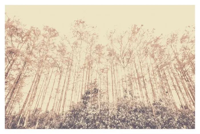 Framed Print : Trees from a forest Framed Print : Trees from a forest