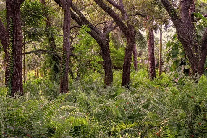 Framed Print : Trees and plants in forest