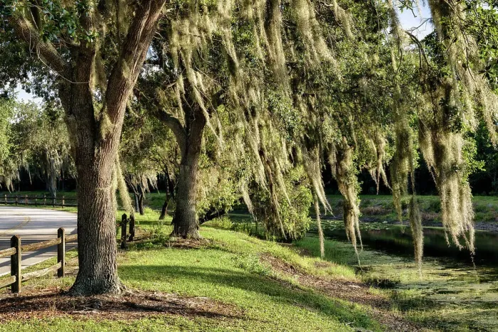 Framed Print : Trees with Spanish Moss Framed Print : Trees with Spanish Moss