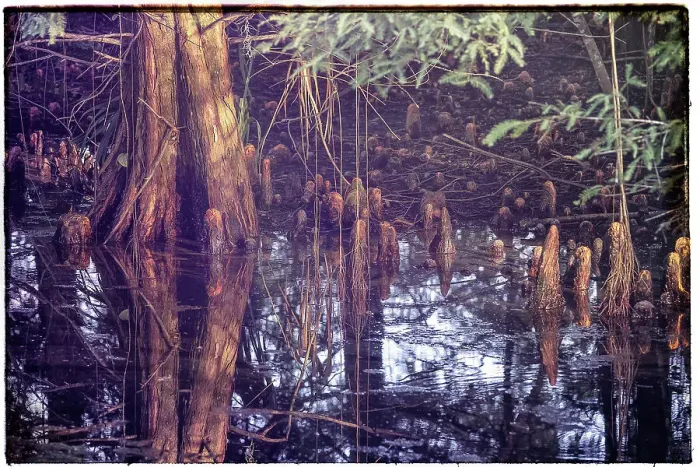 Framed Print : Trees in swamp Framed Print : Trees in swamp