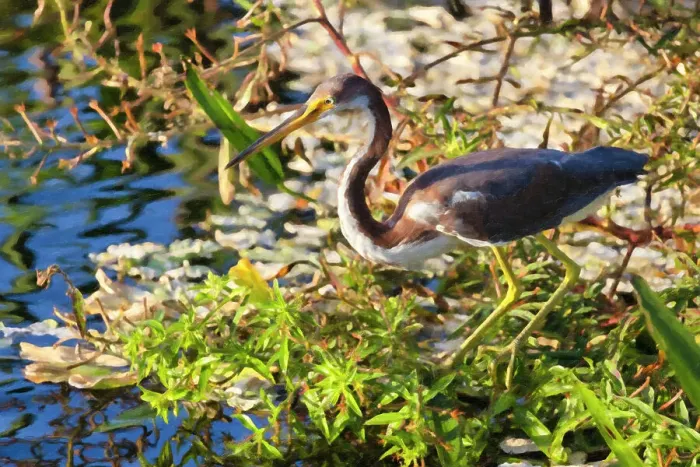 Framed Print : Tricolored Heron (Egretta tricolor) Framed Print : Tricolored Heron (Egretta tricolor)