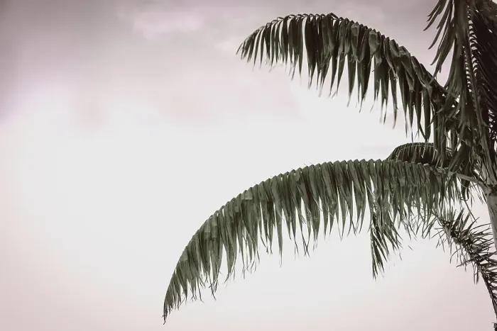Framed Print : Tropical palm tree and sky Framed Print : Tropical palm tree and sky