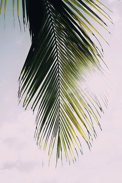 Tropical palm tree with sun bursting through palm