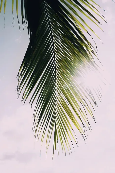Framed Print : Tropical palm tree with sun bursting through palm Framed Print : Tropical palm tree with sun bursting through palm