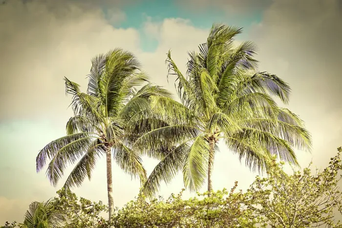 Framed Print : Tropical palm trees