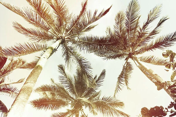 Tropical palm trees seen from below