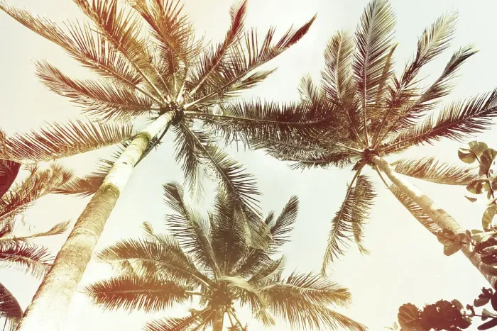 Framed Print : Tropical palm trees seen from below Framed Print : Tropical palm trees seen from below