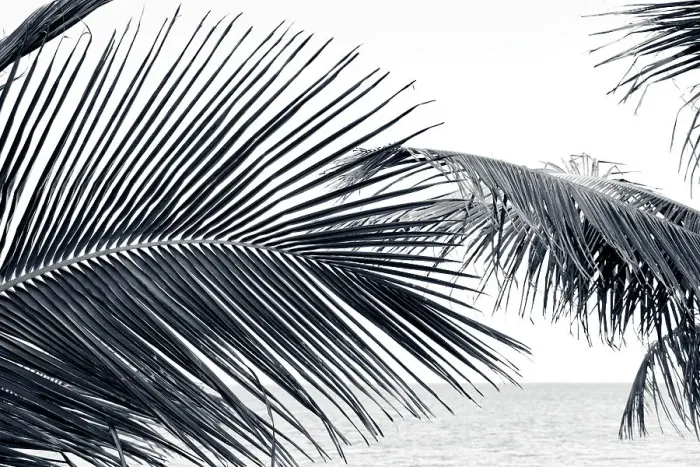 Framed Print : Tropical palm tress on the beach Framed Print : Tropical palm tress on the beach