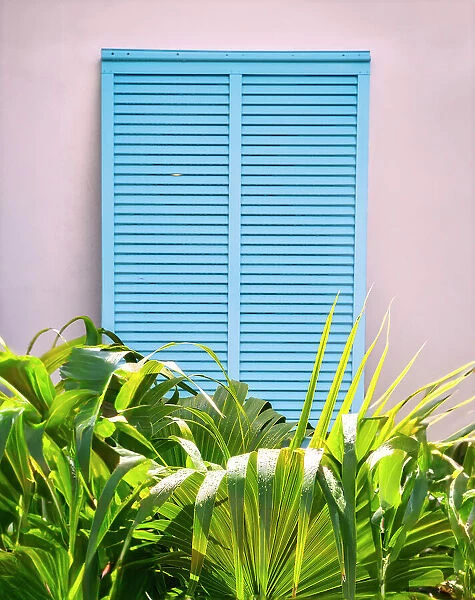 Tropical view of window shutters and palm tree