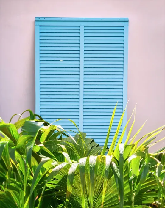 Framed Print : Tropical view of window shutters and palm tree Framed Print : Tropical view of window shutters and palm tree