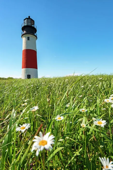 Framed Print : USA, Nantucket, Massachusetts, Daisies on the grass next to Sankaty Head light Framed Print : USA, Nantucket, Massachusetts, Daisies on the grass next to Sankaty Head light