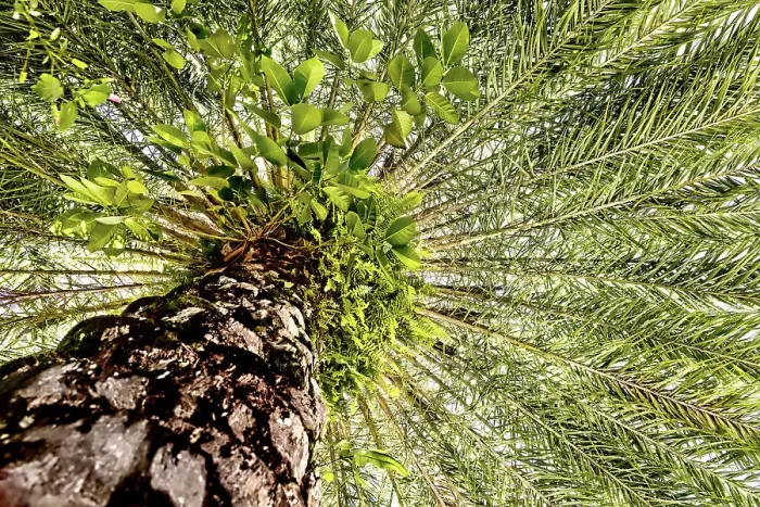 Framed Print : View under palm tree