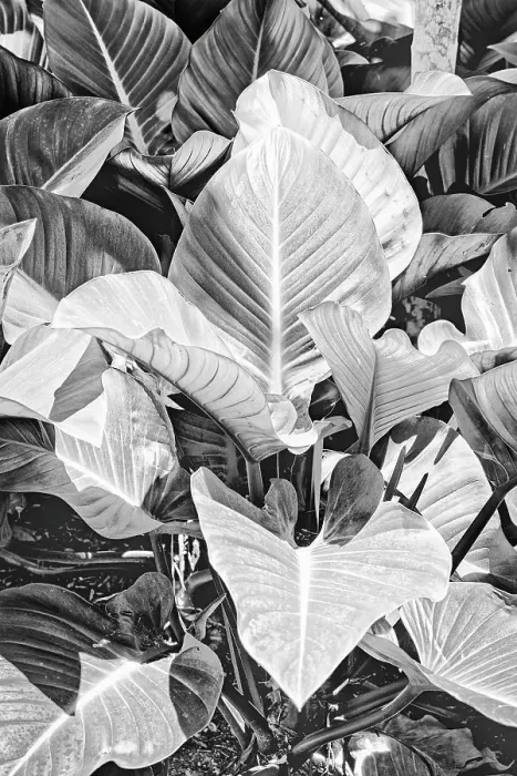 Framed Print : View of plant leaves