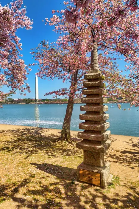 Framed Print : Washington, D.C. Japanese Pagoda and Washington Monument During Springtime Framed Print : Washington, D.C. Japanese Pagoda and Washington Monument During Springtime