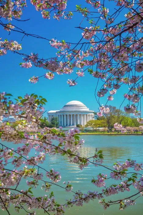 Framed Print : Washington, D.C. Jefferson Memorial During Springtime