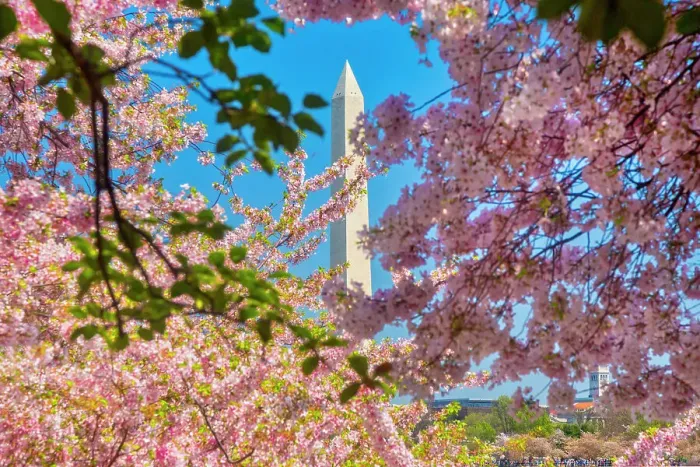 Framed Print : Washington, D.C. Washington Monument During Springtime