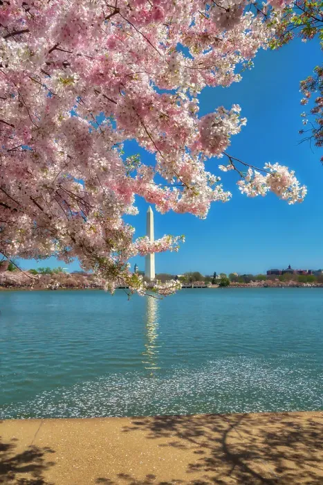 Framed Print : Washington, D.C. Washington Monument During Springtime