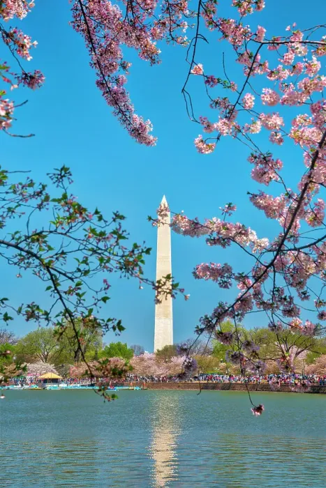 Framed Print : Washington, D.C. Washington Monument During Springtime