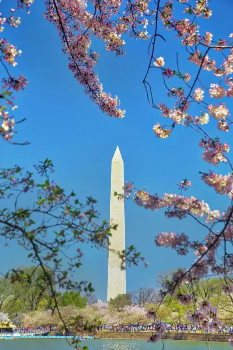 Framed Print : Washington, D.C. Washington Monument During Springtime