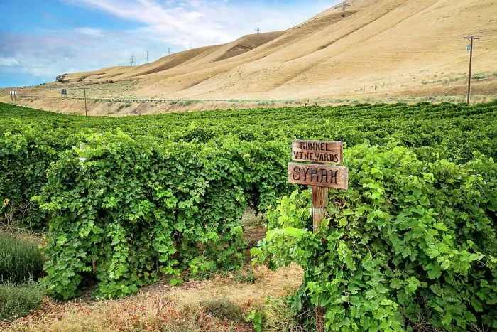 Framed Print : Washington, Goldendale, Maryhill Winery, Gunkel Vineyards along the Columbia River Gorge Framed Print : Washington, Goldendale, Maryhill Winery, Gunkel Vineyards along the Columbia River Gorge
