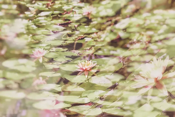 Framed Print : Water lilies Framed Print : Water lilies