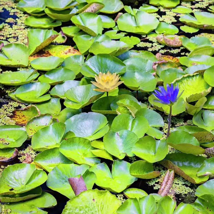 Framed Print : Water Lilies Framed Print : Water Lilies