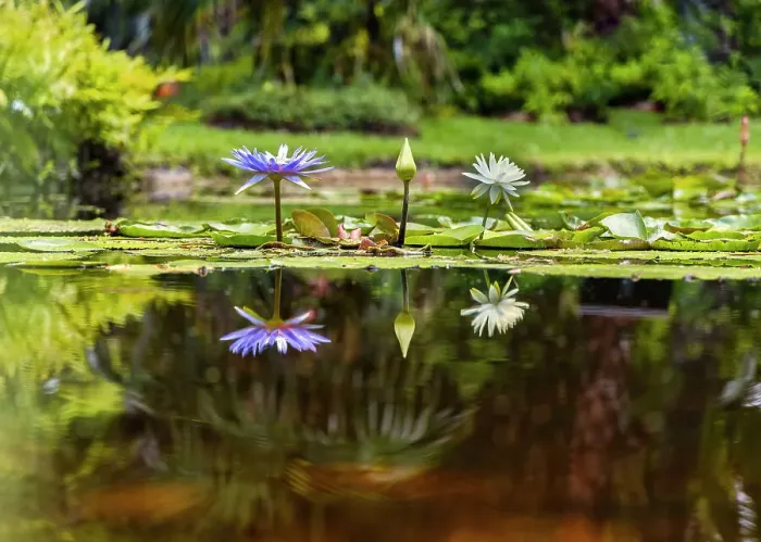 Framed Print : Water Lilies Framed Print : Water Lilies