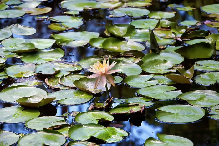 Framed Print : Water lily Framed Print : Water lily