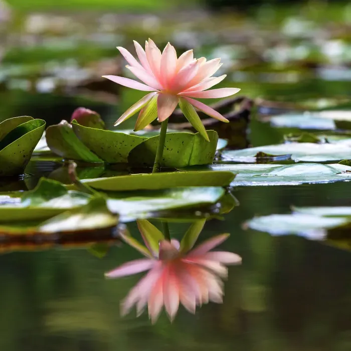 Framed Print : Water Lily Framed Print : Water Lily
