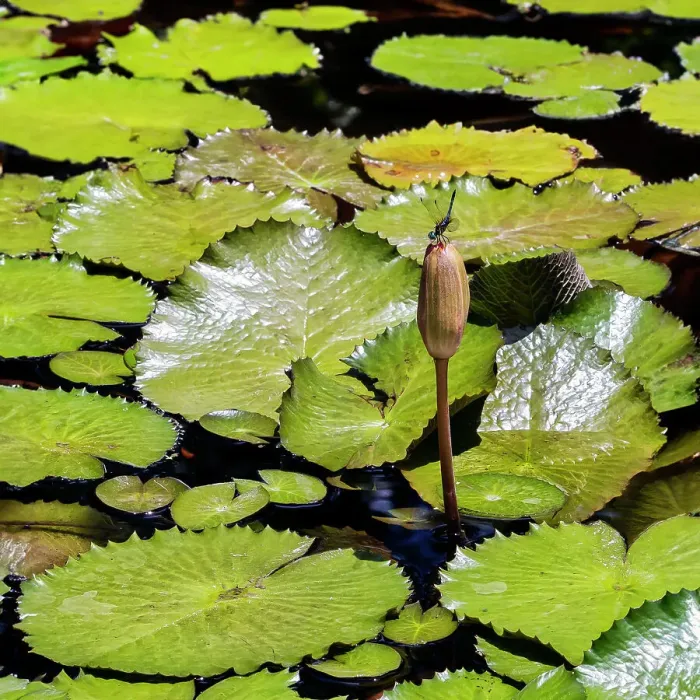 Framed Print : Water lily with dragonfly Framed Print : Water lily with dragonfly